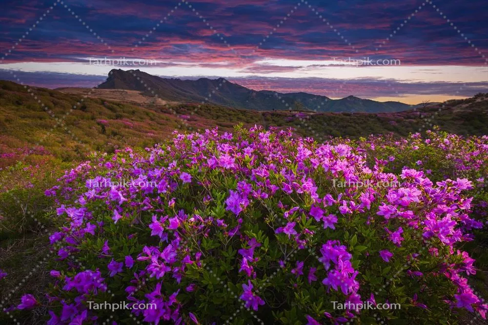 نمای زیبای بهار از گلهای آزالیا صورتی در کوه هوانگماسان با پسزمینهای از رشته کوهها نزدیک شهرستان هاپچئون در کره جنوبی