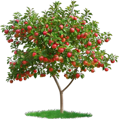 درخت سبز تازه و شاداب: نمادی از طراوت و زندگی در طبیعت
