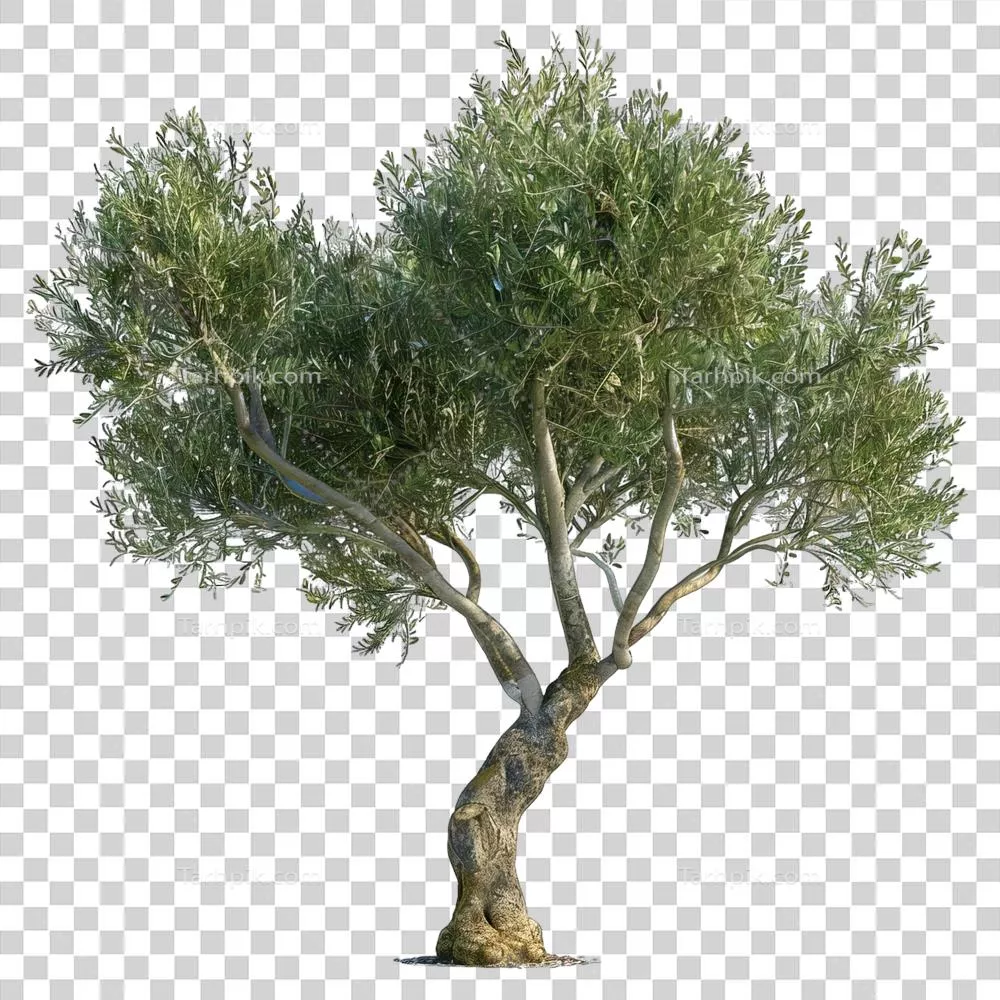 درختان تازه و سرسبز: زیبایی طبیعت و زندگی درختان