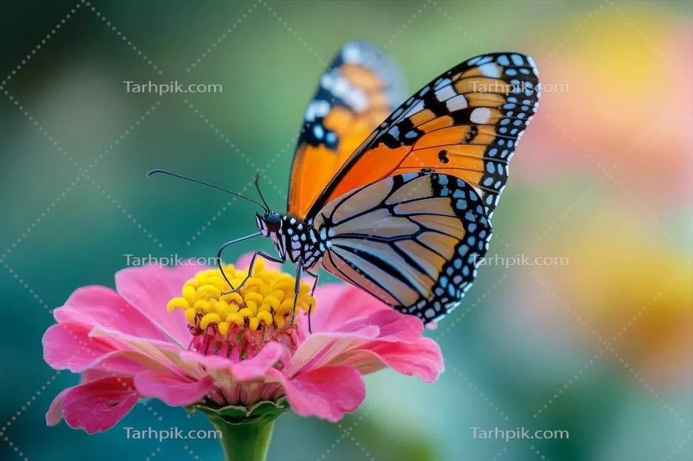 شکوفه زینیا صورتی و پروانه سلطنتی در حال تغذیه بر روی آن