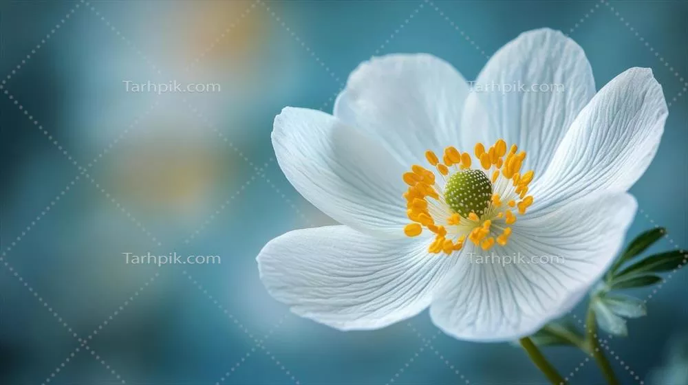 قاصدکی بر روی گل سفید با قطرات شبنم در باغ آفتابی بهاری نشسته است