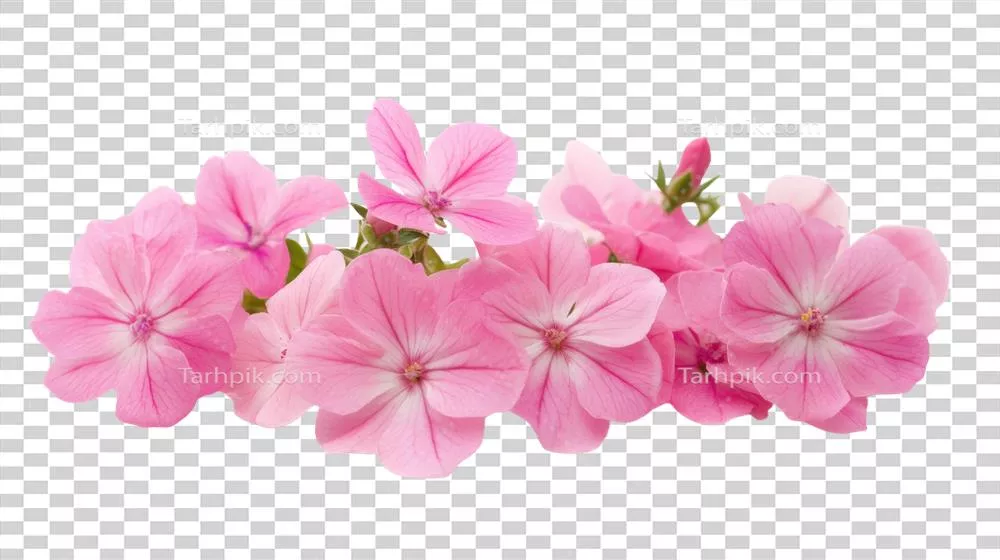 خوشه‌ای از گل‌های صورتی زیبا و زنده با ساقه‌های سبز درخشان