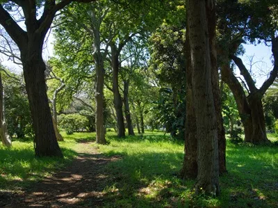 مسیر جنگلی در بهار با درختان سرسبز و هوای تازه