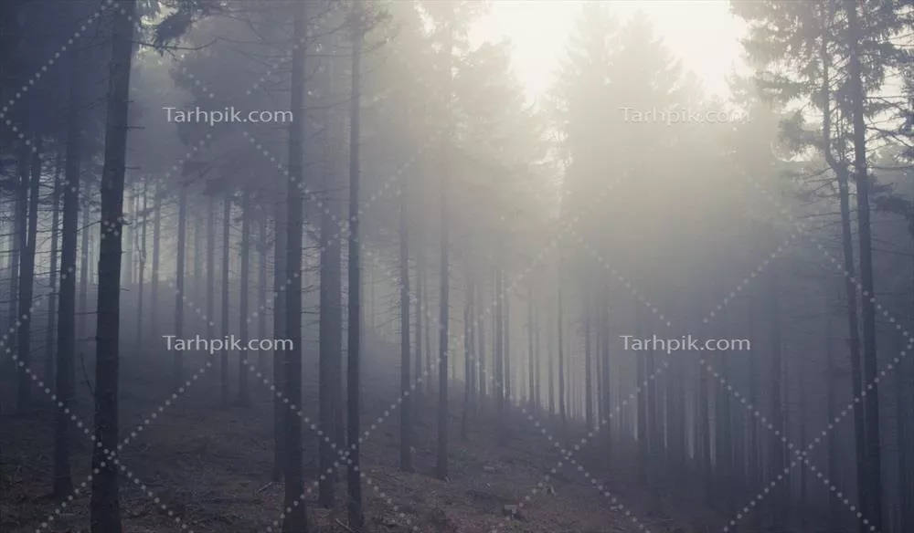 تجربه پیاده‌روی در جنگل صنوبر در هوای مه آلود با نمایی خیره‌کننده