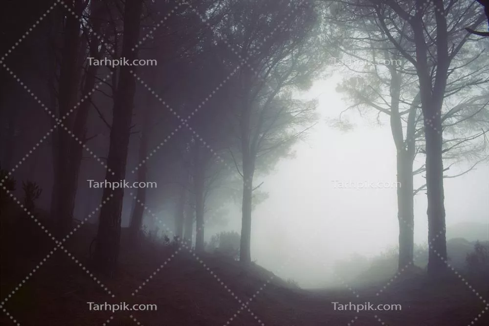 نمای زیبای جنگل مه آلود و رمزآلود در دل طبیعت