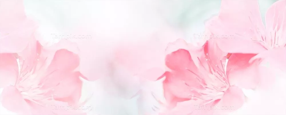 شکوفه های زیبا و صورتی رنگ در بهار برای طراحی کارت تبریک و بنر وب
