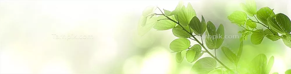 پس‌زمینه طبیعی زیبا با درختان سبز و برگ‌های تازه در نور خورشید برای طراحی بنر وب