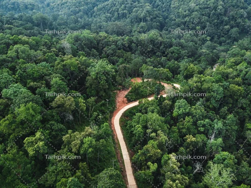 نمای هوایی از جنگل های سبز در مناطق گرمسیری