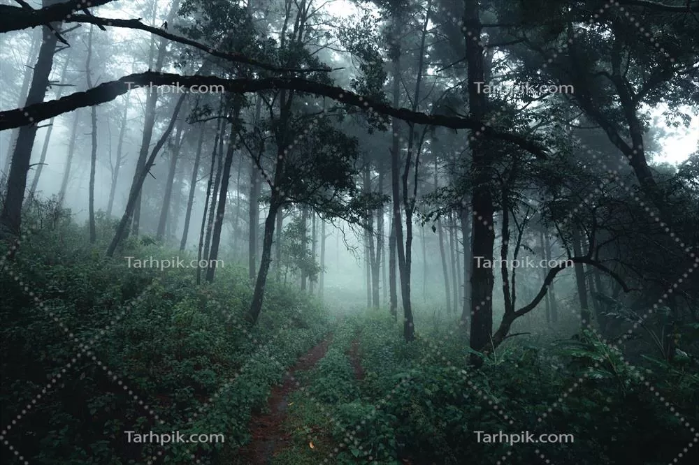 مناظر جنگلی در مه: درختان کاج در دل طبیعت سرسبز و misty