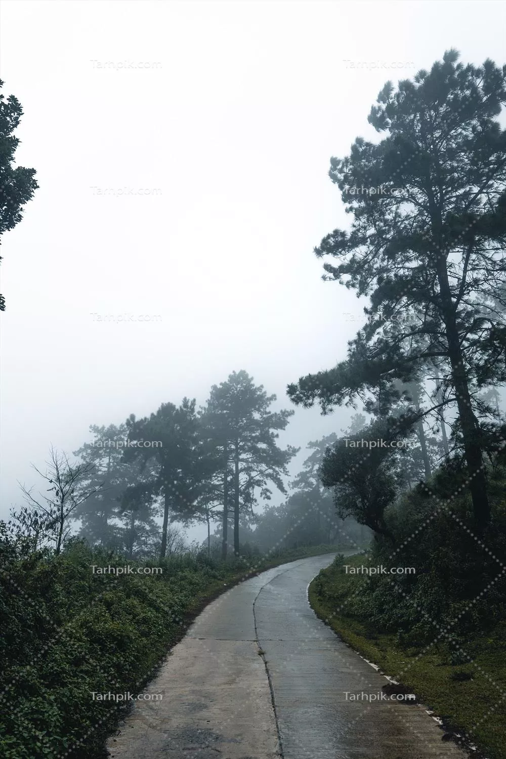 درختان در مه: منظره وحشی جنگل با درختان کاج در یک صبح اسرارآمیز