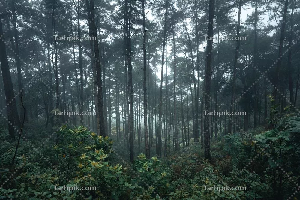 مناظر جنگلی در مه با درختان کاج در دل طبیعت وحشی