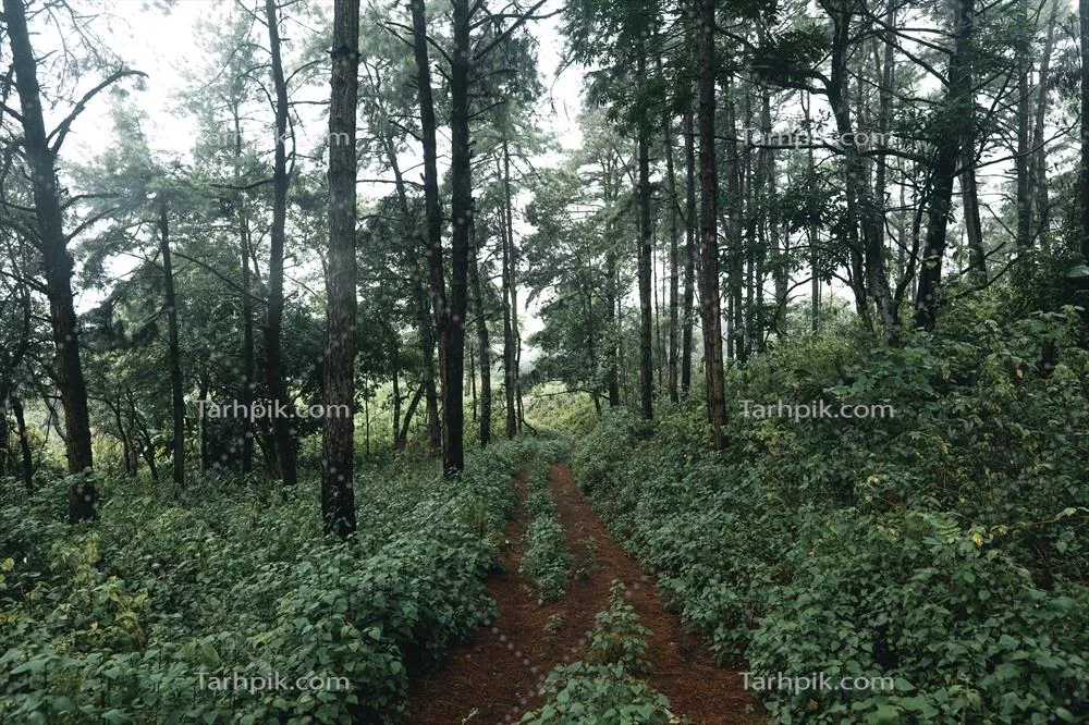 چمنزارهای مه آلود با درختان کاج در دل جنگل های طبیعی