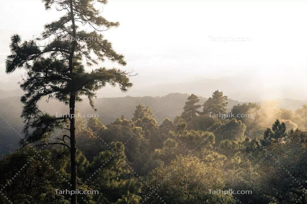 درختان و سرخس‌ها در جنگل بارانی: زیبایی طبیعت زیر بارش باران