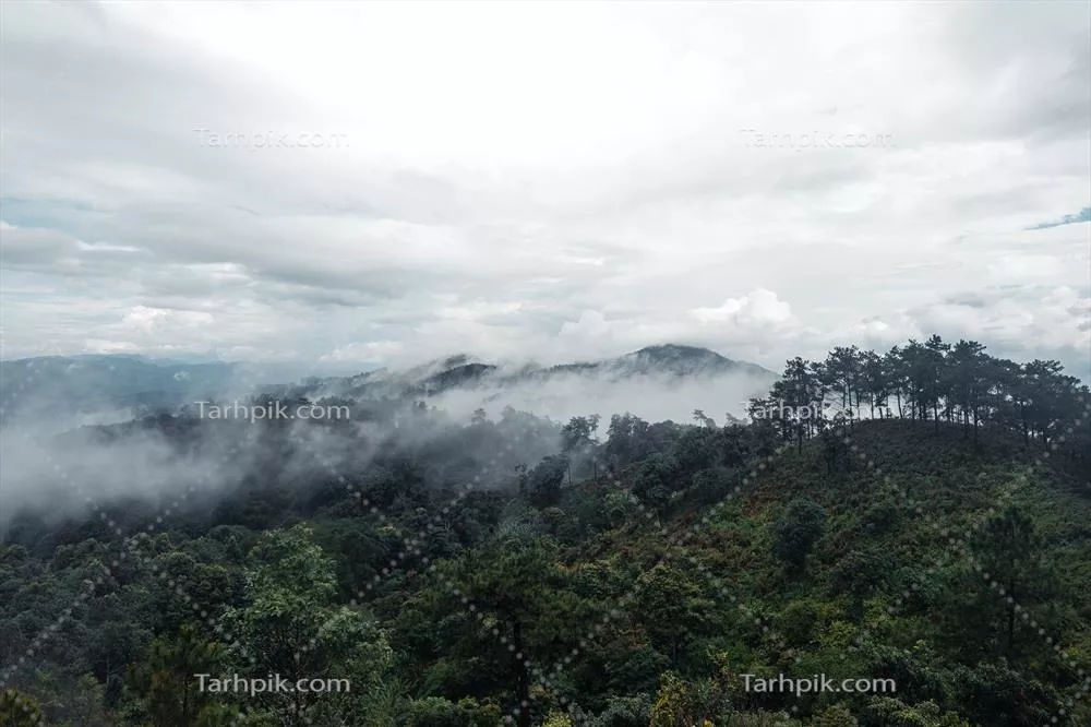 درختان و سرخس‌ها در روز بارانی جنگل: زیبایی و آرامش طبیعی