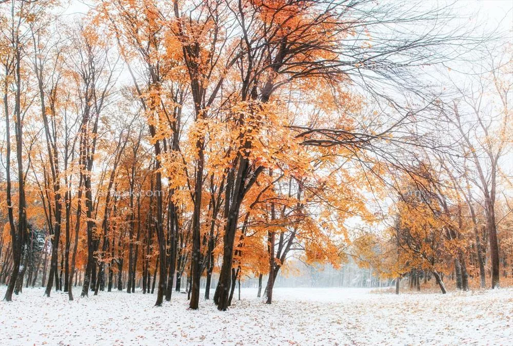 جنگل راش کوهستانی در ماه اکتبر با برف های نخستین زمستانی