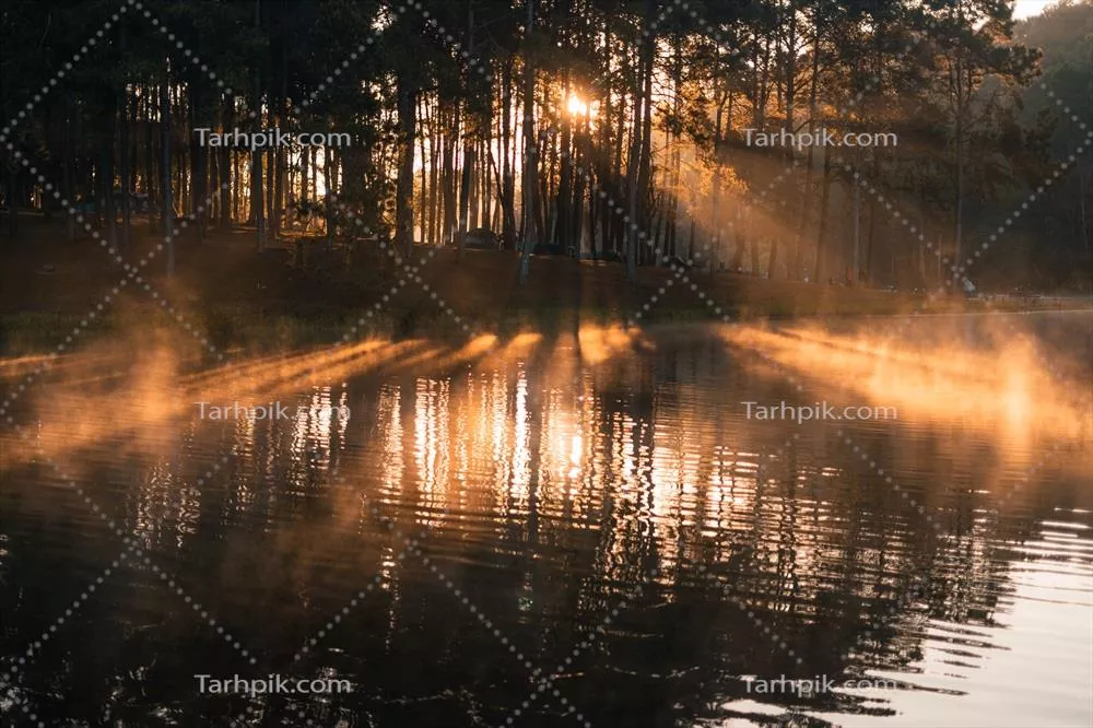 طبیعت زیبا: دریاچه و جنگل در صبحگاهی دلپذیر