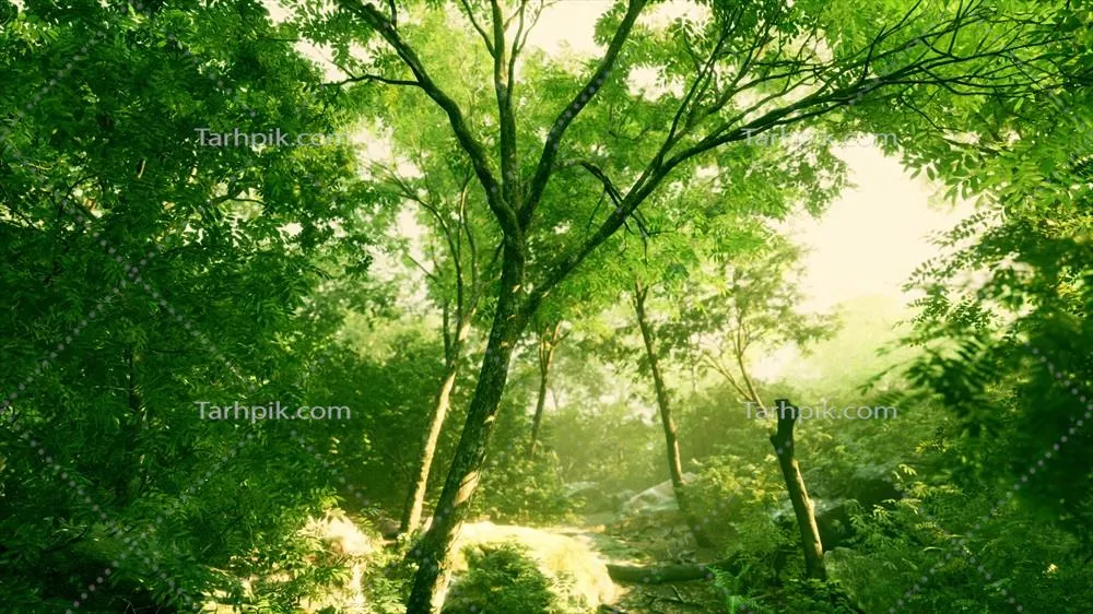 یک جنگل زیبا و سرسبز با روشنایی خورشید در دل خود