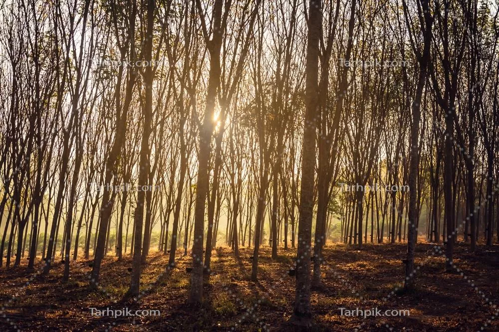 جنگل چوبی با درختان درخشان با نور طلایی خورشید پیش از غروب