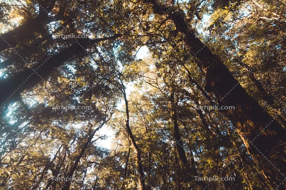 زیباترین درختان جنگل در نمای کلوزآپ و نتایج عکاسی آنتی,