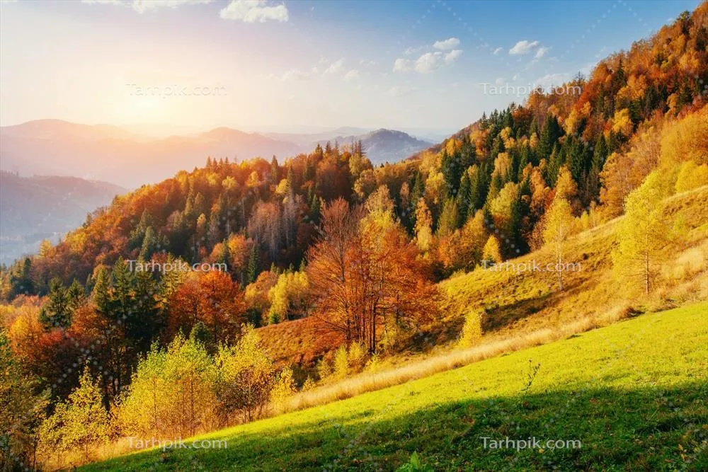 منظر زیبا از جنگل در یک روز آفتابی در دل طبیعت شگفت‌انگیز