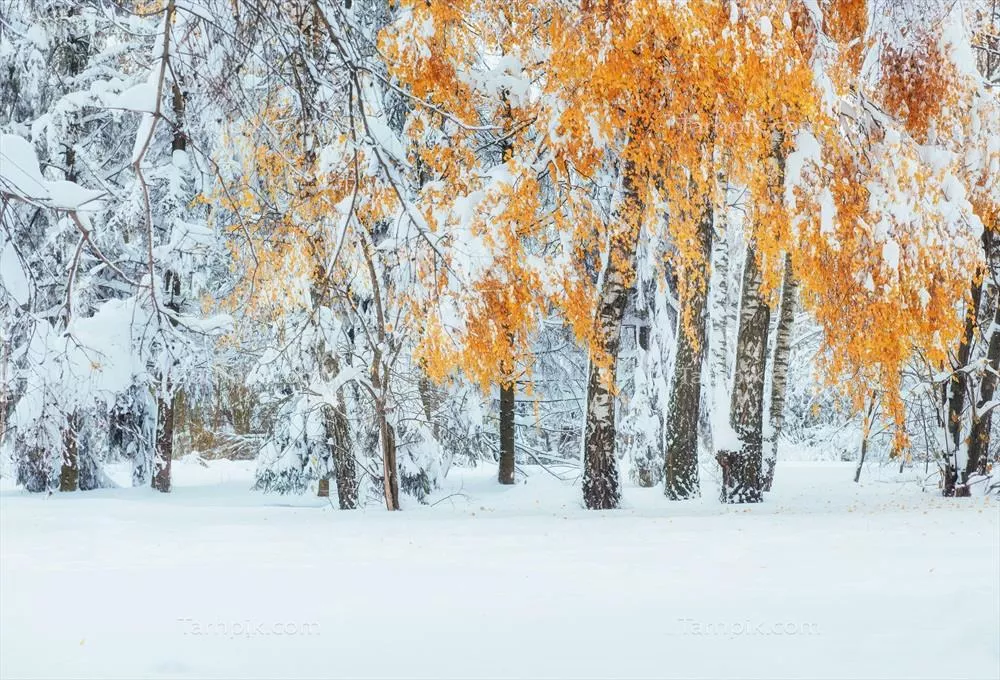جنگل زیبای بیچ کوهستانی در اکتبر با برف اول فصل زمستان در کارپات