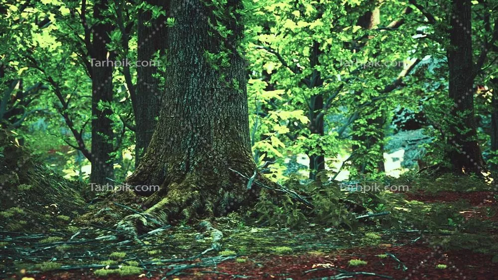 جنگل‌پوشش با درختان کهن و انبوه و سنگ‌های خزه‌دار در طبیعت