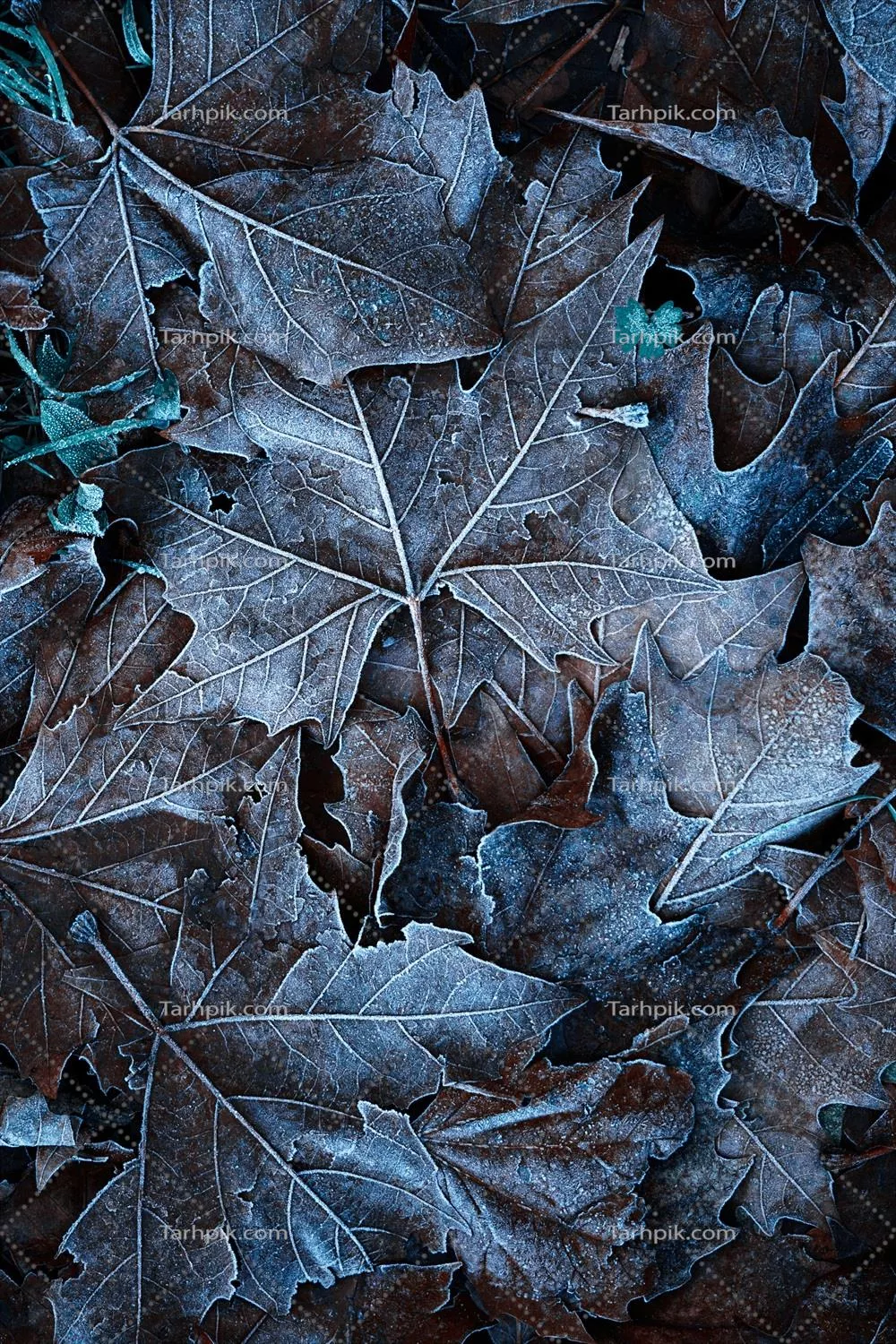 خزانی زیبا از برگهای یخزده در طبیعت در فصل زمستان