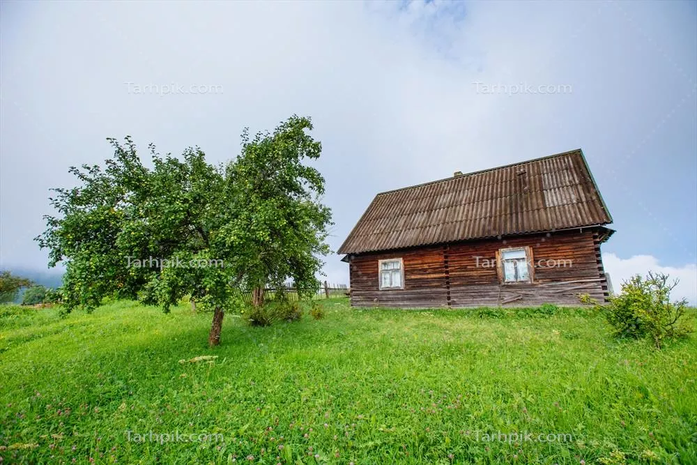 خانه تنهای درختی زیر آسمان سبز و طبیعت سرسبز