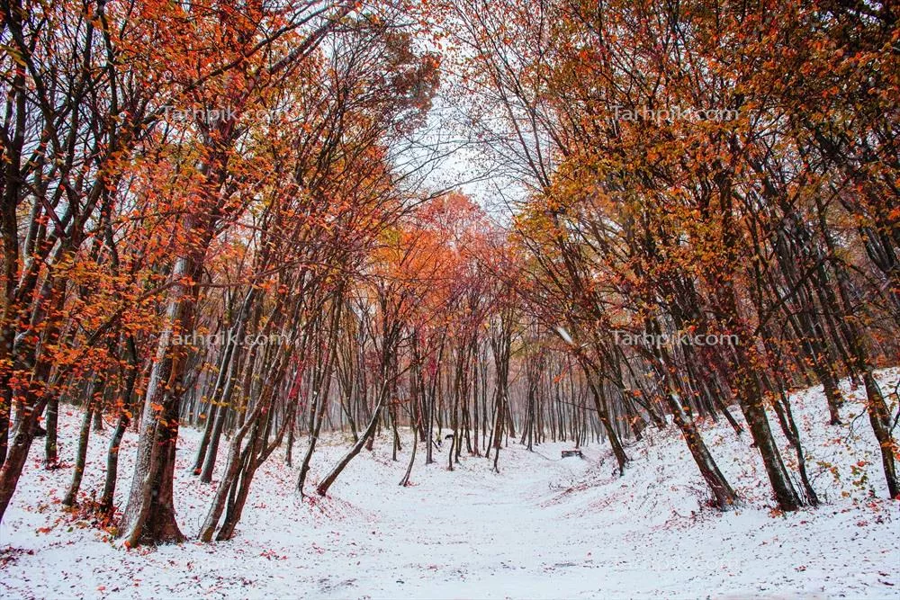 نخستین برف در جنگل: زیبایی طبیعت در فصل سرما