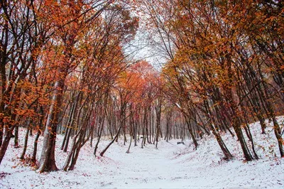 نخستین برف در جنگل: زیبایی طبیعت در فصل سرما