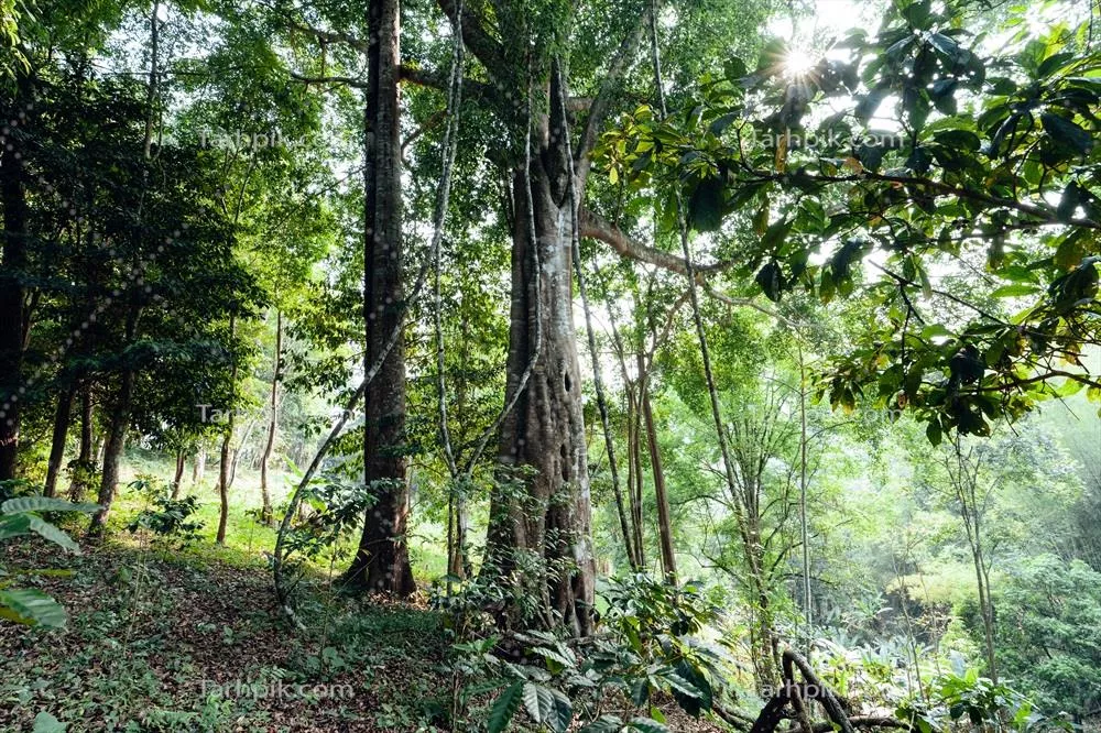 درختان سبز در جنگل تابستانی: زیبایی طبیعت در فصل گرم