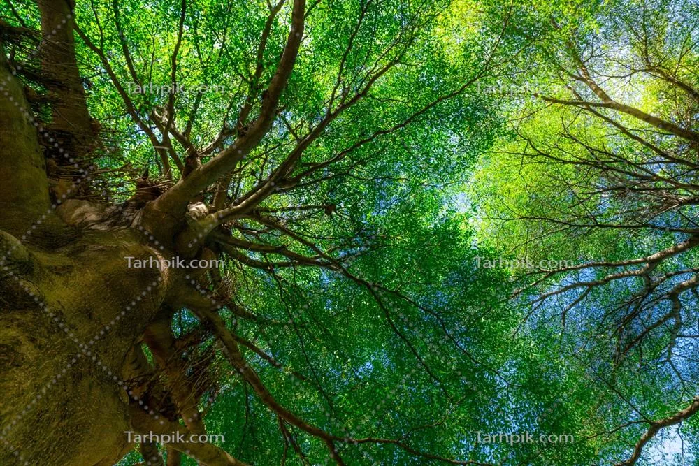 مشاهده از پایین تنه درخت به سمت برگهای سبز درخت بزرگ در جنگلهای گرمسیری با نور خورشید