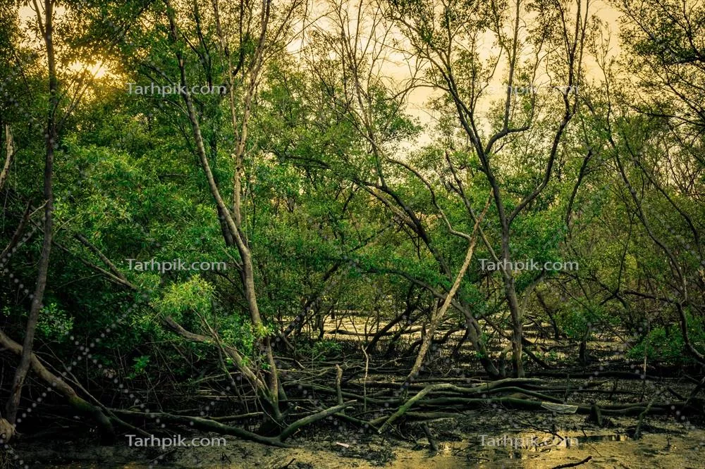 صحنه احساسی سبز برگهای درخت حرا و درخت مرده در جنگل حرا با آسمان سفید و روشن