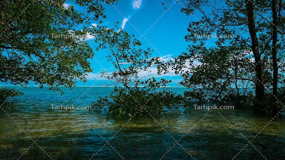 درختان حرا در سواحل: جلوه ای از زیبایی و اکوسیستم های طبیعی