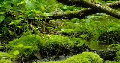 جریان زیبا در جنگل با سنگها و خزههای سبز و دلنشین
