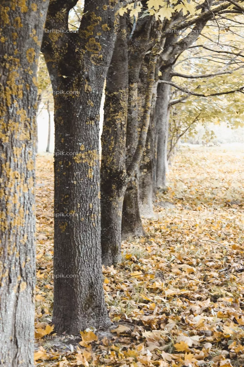 درختان قدیمی در یک ردیف با برگه‌های افتاده در پارک پاییزی