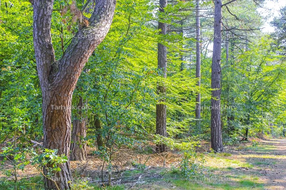 نمای طبیعی زیبا با مسیر، گیاهان سبز و درختان در جنگل های آلمان