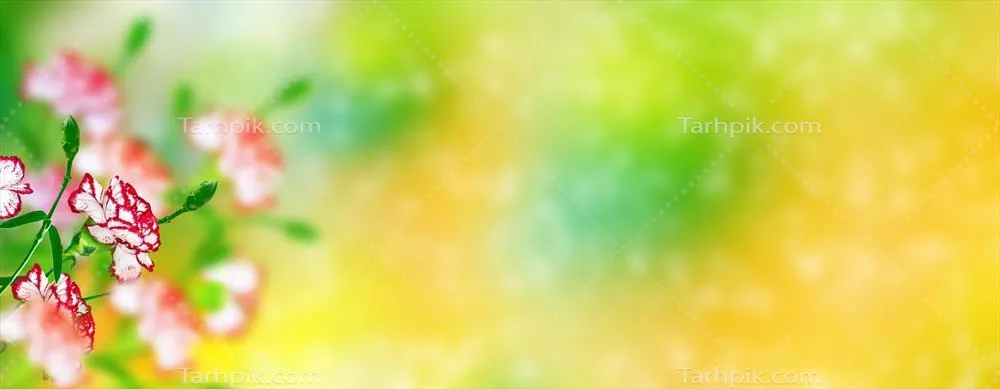 پسزمینه طبیعی گلهای روشن با گل میخک و صحنهای زیبا