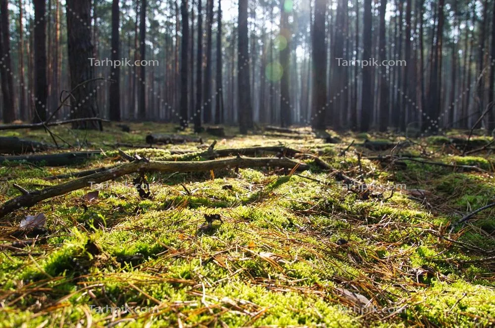 جنگلهای مخروطی در پاییز با خزههای روی زمین و نور گرم پاییزی
