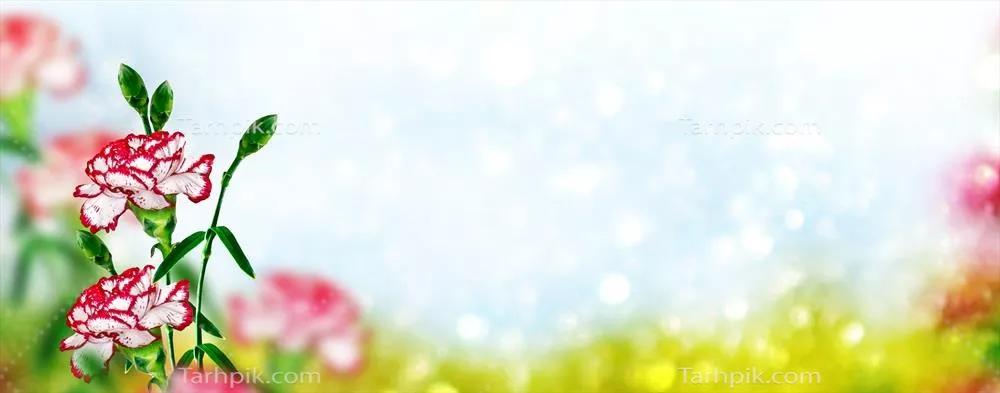 پس‌زمینه‌ای از گل‌های استنوب و رنگارنگ با شادابی خاص