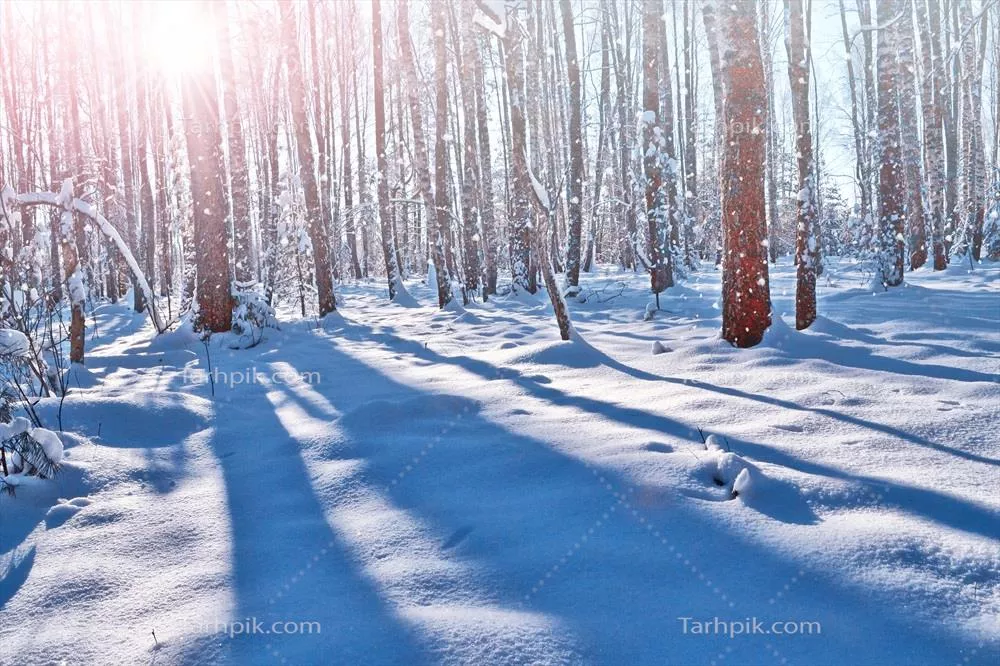 منظره زمستانی جنگل در برف با درختان پوشیده از برف