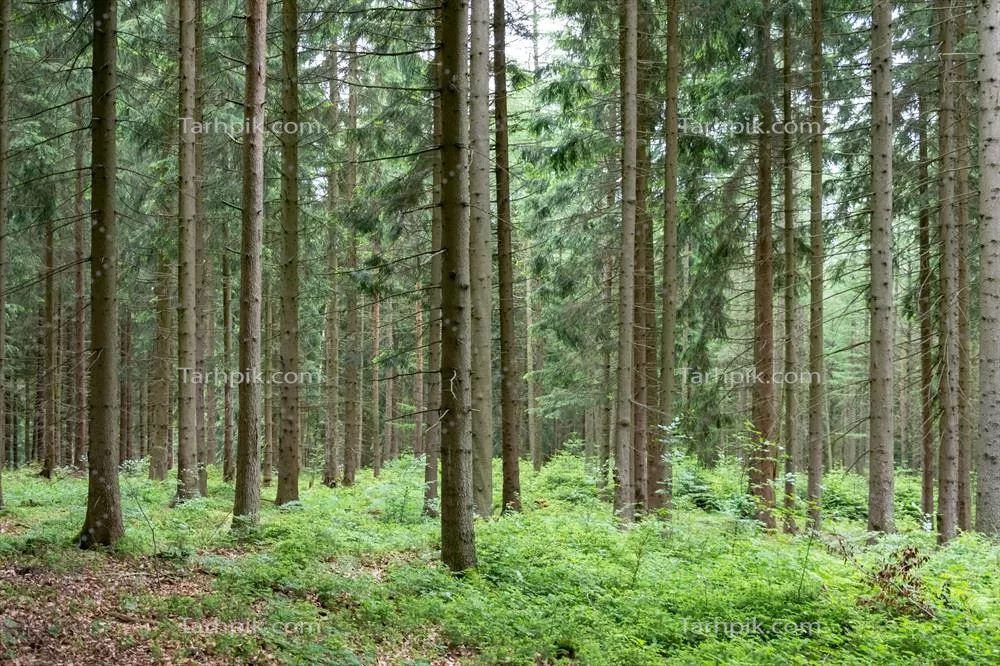 جنگلهای سوزنیبرگ در تابستان: زیبایی و تنوع زیستمحیطی