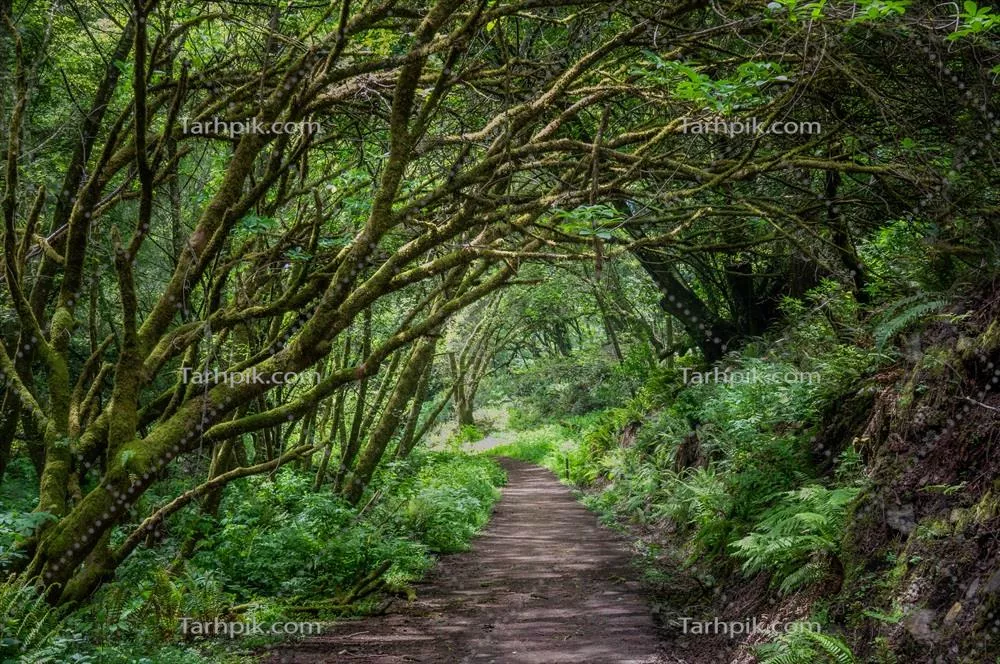 تونل درختان سبز زیبا در شمال کالیفرنیا برای سفرهای طبیعی و گردشگری