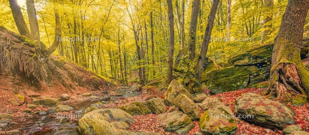 منظره خیره‌کننده جنگل پاییزی با درختان زرد آفتابی و کوه‌های سنگی در دل طبیعت