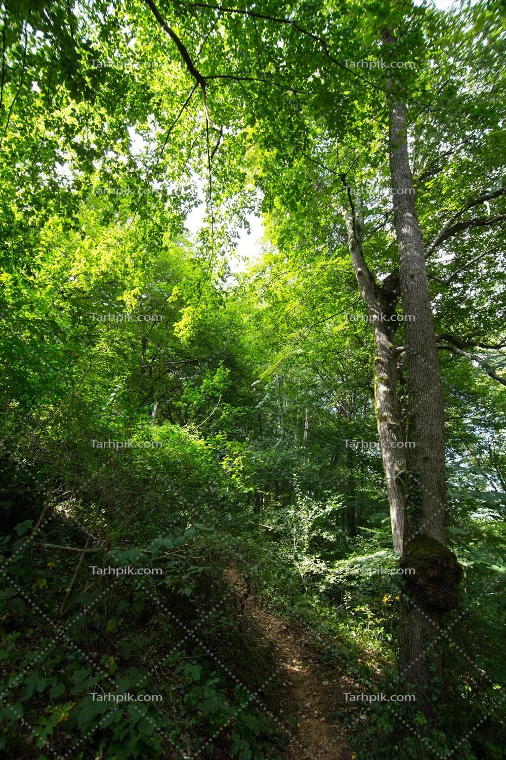 جنگل های زیبا و سرسبز استانبول: سفری به دل طبیعت این شهر تاریخی