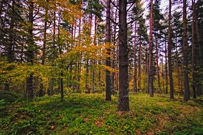 جنگل‌های زیبا و سرسبز در دل کوهستان‌ها