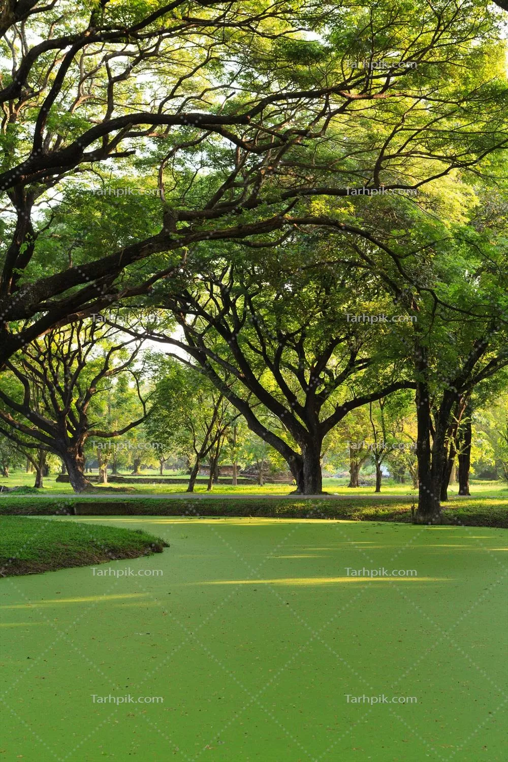 درخت بزرگ باران سامانه‌ا سامان، نماد طراوت و سایه دلنشین