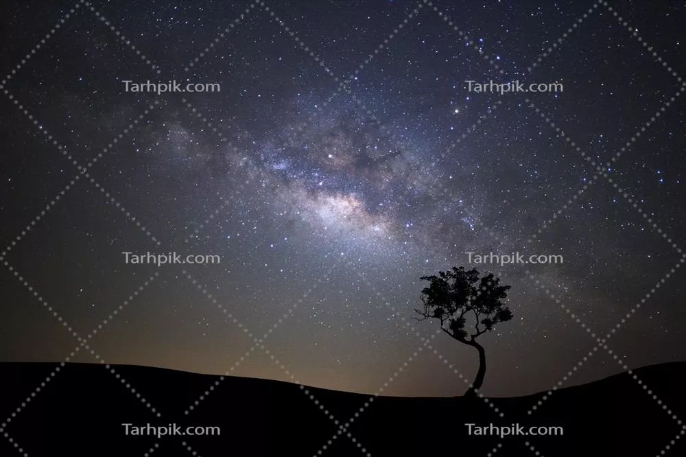 سکوت شب: سیاهه ای از درخت در کنار راه شیری و غبار فضایی در آسمان پرستاره