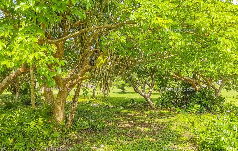 کشف جنگلهای گرمسیری و خرما در تمدن مایاهای تولوم، مکزیک