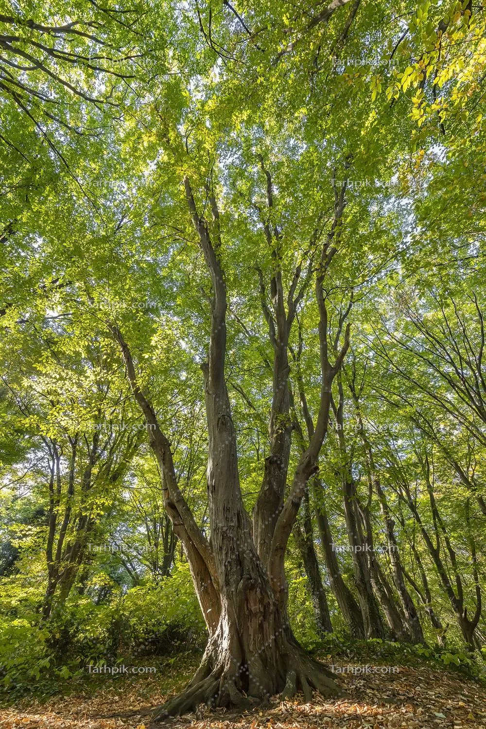درخت بزرگ و زیبای قدیمی با برگهای سبز در جنگل - نمای عمودی